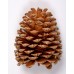 JEFFREY PINE CONE 5"-7" (STAKED) POLISHED- OUT OF STOCK